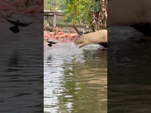 Capybara Diving Contest! #youtubeshort #capybara #short