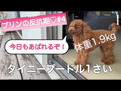 １さいになったタイニープードルが、再び母犬におそいかかるが・・・！？【プリンの反抗期♡#4】