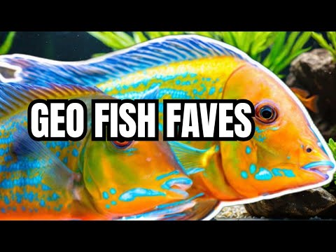 The 7 Most Popular Geophagus Fish (And Their Unique Traits)