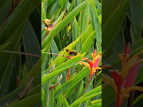 可爱的小鸟在采花蜜 Cute little bird collecting nectar