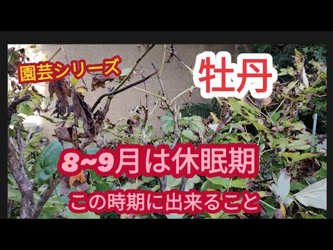 【牡丹の休眠期】この時期に出来ること【園芸シリーズ】