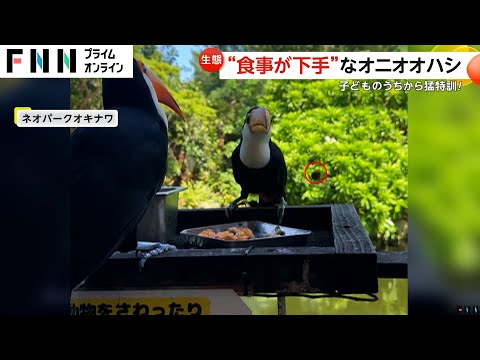 「それにしても下手だな」くちばしにエサ刺さり…“食事が下手”なオニオオハシ　１カ月猛特訓で一人前に　沖縄・ネオパークオキナワ