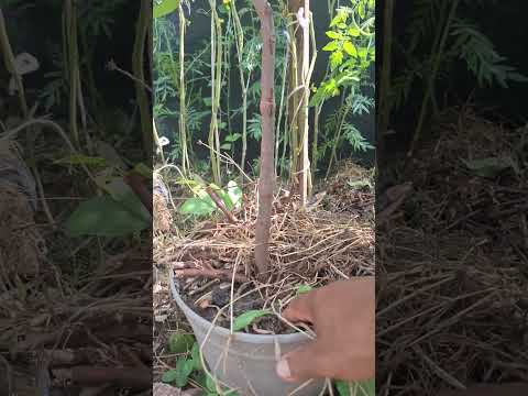 #jardin  #mamey  plantita desde semilla va creciendo muy rapido #siembra