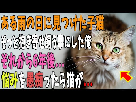 【猫の不思議な話】ある雨の日に道路の側溝で見つけた子猫を飼う事にした俺。それから6年後→悩みを愚痴ったら拾った猫が話はじめ奇跡がおきる…【朗読】