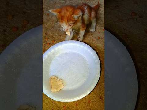 Preparing food for Little rescued kitten #catrescue #cat #kitten