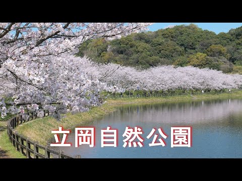 【立岡自然公園の桜】4K S1R