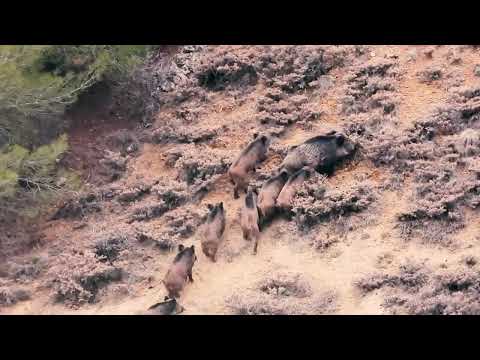 WILD BOAR HUNT IN FIELD - DOMUZ SÜRÜSÜ TARLAYA ÇIKTI