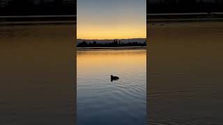 Sunset View - #shoreline #sunset #sunsetview #duck #lake