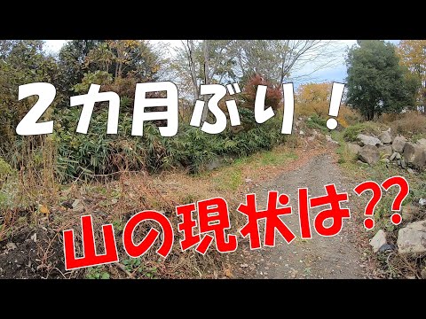 【山開拓】2か月ぶりの山の現状を報告します