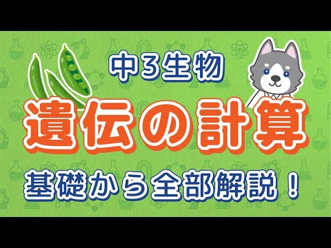 中3理科『遺伝子の計算』＊ひ孫の応用問題までわかりやすく解説