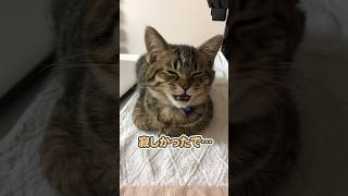 【天使】可愛すぎる子猫の、おしゃべり動画