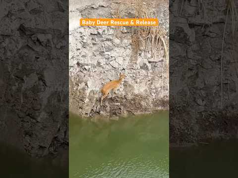 #babydeer #rescue #water #well #release #deer #baby #animal #save #shortvideo #shorts #youtube