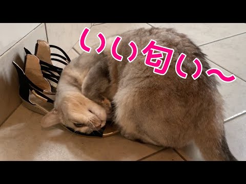 くつの匂いに悶絶する猫！おしゃべりペット