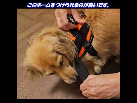 第42回「念願のJulius K9入手」 #ダックスフンド #ミニチュアダックスフンド #dog #Julius-K9