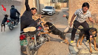 Zoo Mein Rottweiler Dog Agea 😍 Mamu Ki Bike Ky Picha Lag Gea 😱