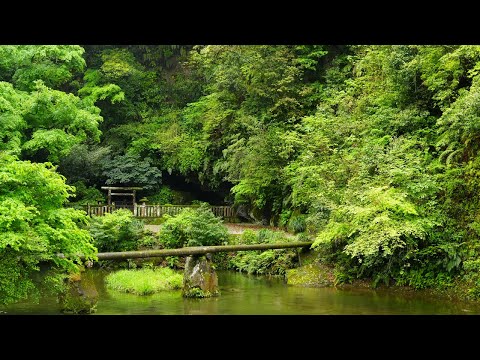 緑の吾平山上陵　2024年4月