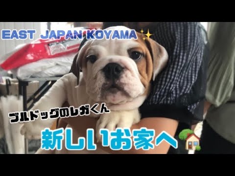 【ブルドッグ】#508 お引き渡し動画！接客、お見送りまでお見せします！#子犬 #イーストジャパン小山#ブリーダー