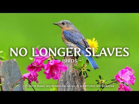 No Longer Slaves : Instrumental Worship and Scriptures with Birds 🕊 Christian Instrumental