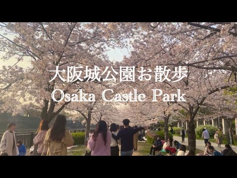 [walk] I took a walk in Osaka Castle Park where the cherry blossoms were in full bloom 🌸