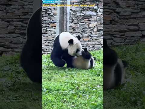 熊猫麻麻是怎样带熊孩子的 How does panda Mama raise panda cubs? #panda #cute #funny #redpanda #giantpanda