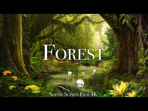 Forest 4K - The Healing Power Of Nature Sounds | Forest Sounds | Scenic Relaxation Film