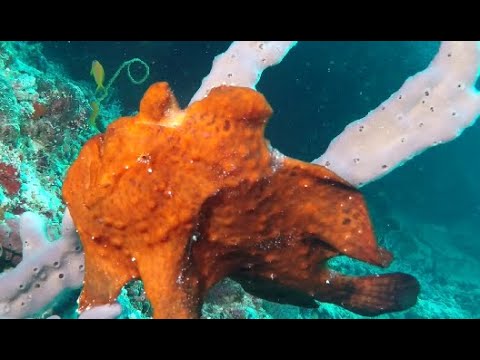 COME DIVE WITH ME IN THE MALDIVES 2 HR UNDERWATER RELAXATION INDIAN OCEAN VIDEO