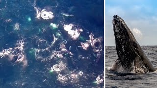 ザトウクジラの巨大な群れ、オーストラリア沖で初の撮影に成功