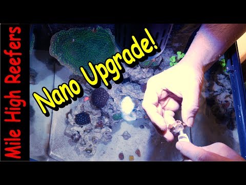 Surprise World Wide Coral Frags in the Nano