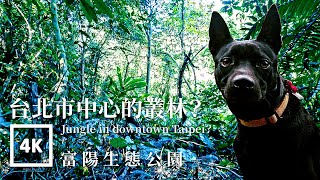 Taiwan Dog 台灣犬 Taipei Walk 富陽生態公園 Fuyang Eco Park|Taiwan Walk Asmr Built Environment Field Recording