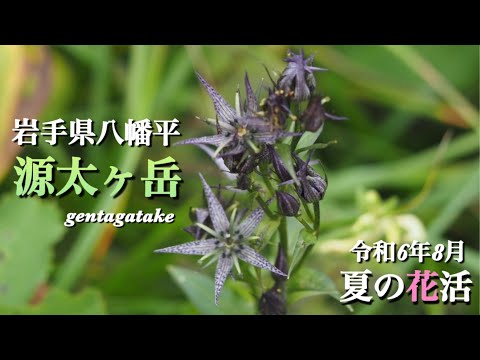 【高山植物】 8月 希少種「ミヤマアゲボノソウ」を探しに岩手県八幡平源太ヶ岳へ花活