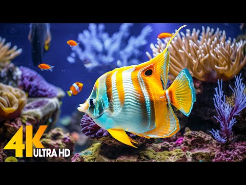 Aquarium 4K VIDEO (ULTRA HD) 🐠 Beautiful Coral Reef Fish - Relaxing Sleep Meditation Music #94