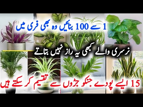 15 Permanent Plants To Grow By Division Method/Multiply plants By Roots/Free plants/Monsoon Garden