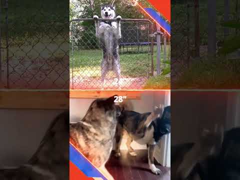 Dog Showdown: Siberian Husky vs American Akita #doglover #dogshorts #shorts