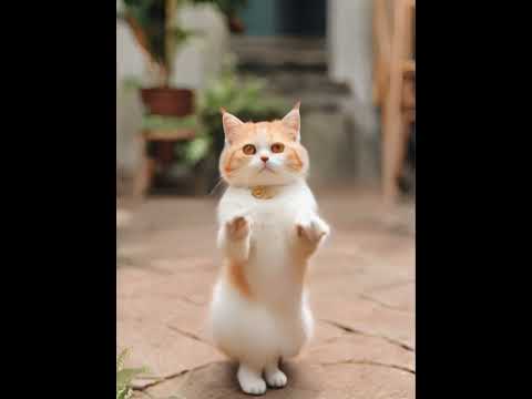 Crazy Cat Dancing ～😻❤️❤️ #catdance #shorts #cats