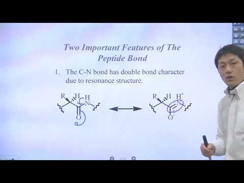 Unit 6 Part 3   The Peptide Bond