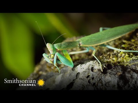 Why the Victims of a Praying Mantis Don't Have a Prayer 🐛 Into The Wild New Zealand | Smithsonian