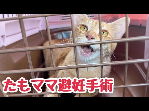 母猫が避妊手術でいない日 子猫はいないことに気づくのか？