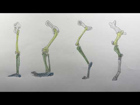 Understanding the leg differences in mammals | plantigrade, digitigrade, unguligrade