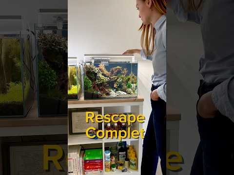 Rescape complet #aquarium #aquascape #aquascaping #fishtank #fish #fishkeeping