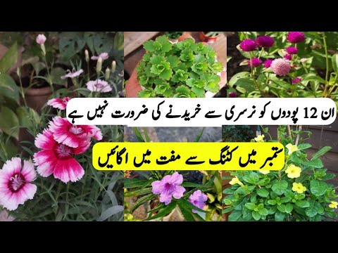 12 + Plants To Grow From Cuttings in September/Plants grow by cuttings/Permanent plants  cuttings