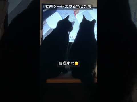 動画を一緒に見てるくろねこたち#ねこ動画 #黒猫#保護猫との暮らし #cat