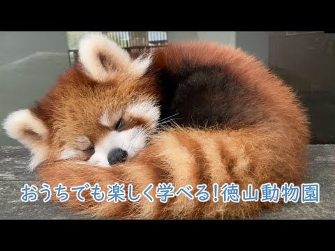 周南市市政だより2023年3月 おうちでも楽しく学べる！徳山動物園