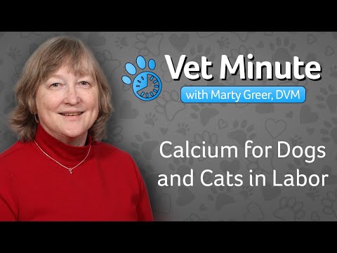 Calcium for Dogs and Cats in Labor