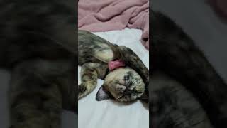 くつろぎ#猫との暮らし #猫 #猫のいる生活 #ねこ動画 #猫動画