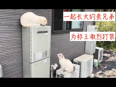 两爱猫为称王打架全过程，园艺分享：樱桃菌核病防治和枇杷施肥过多烧根。