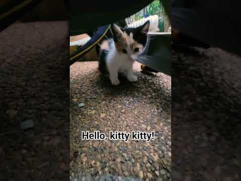 Hello, kitty kitty