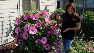 Update Tour of the Hibiscus We’ve Planted the Last Few Years! 🌺😍 // Garden Answer