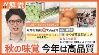 台風去って…秋の味覚が続々出荷 店頭に、ブドウ“甘み強い”高品質続々、ナシ各地で収穫真っ盛り【Nスタ解説】｜TBS NEWS DIG