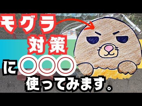 【家庭菜園】が【モグラ】に荒らされています😭