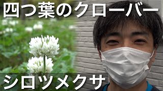 シロツメクサ（白詰草）は四つ葉のクローバー。雑草の「低温要求性」とは。VLOG